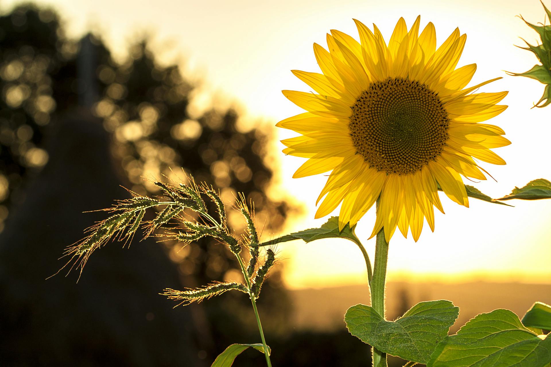 A sunflower blooming during sunset | Source: Pexels