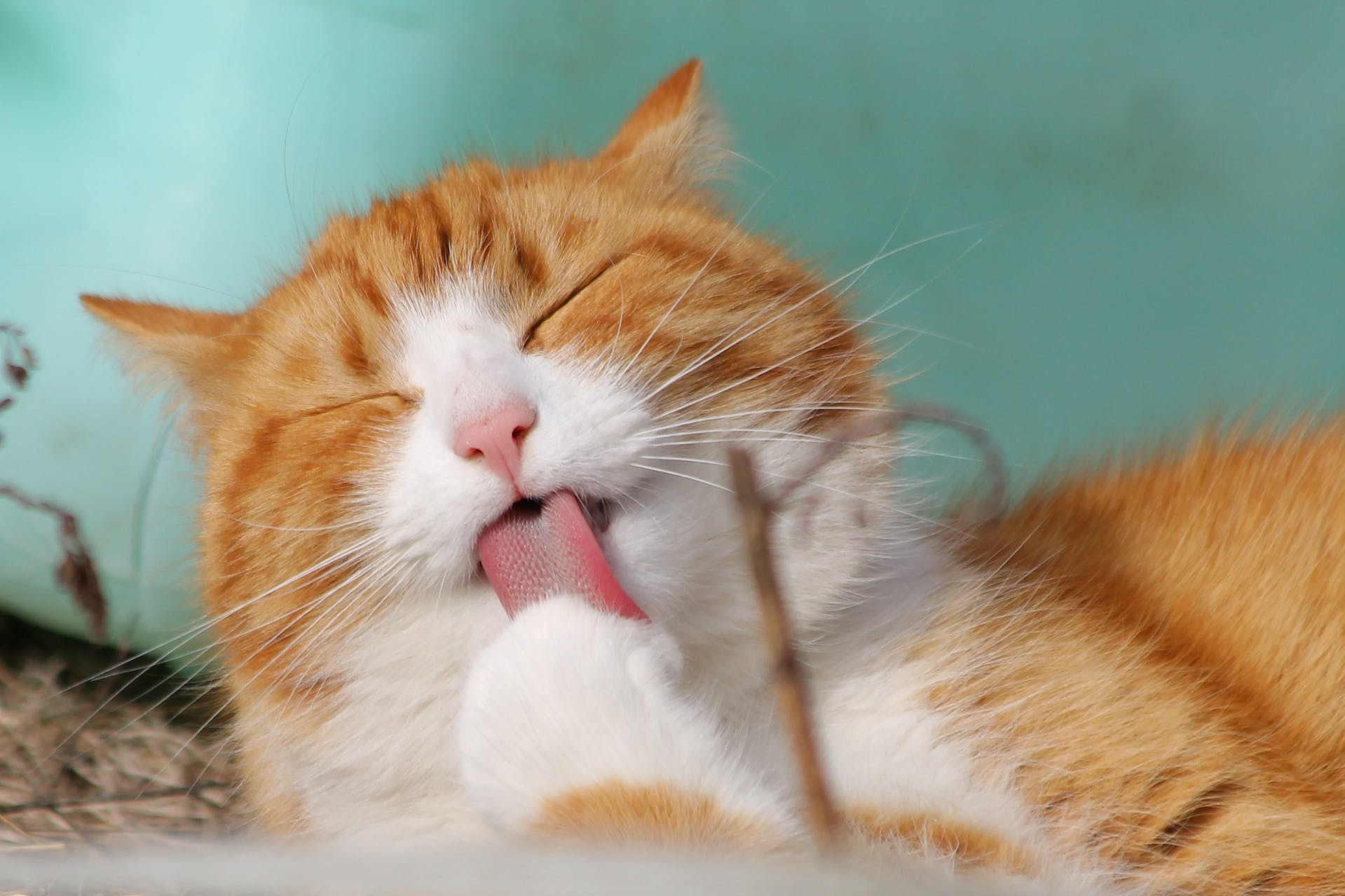 Ginger cat with tongue out. | Source: Pexels