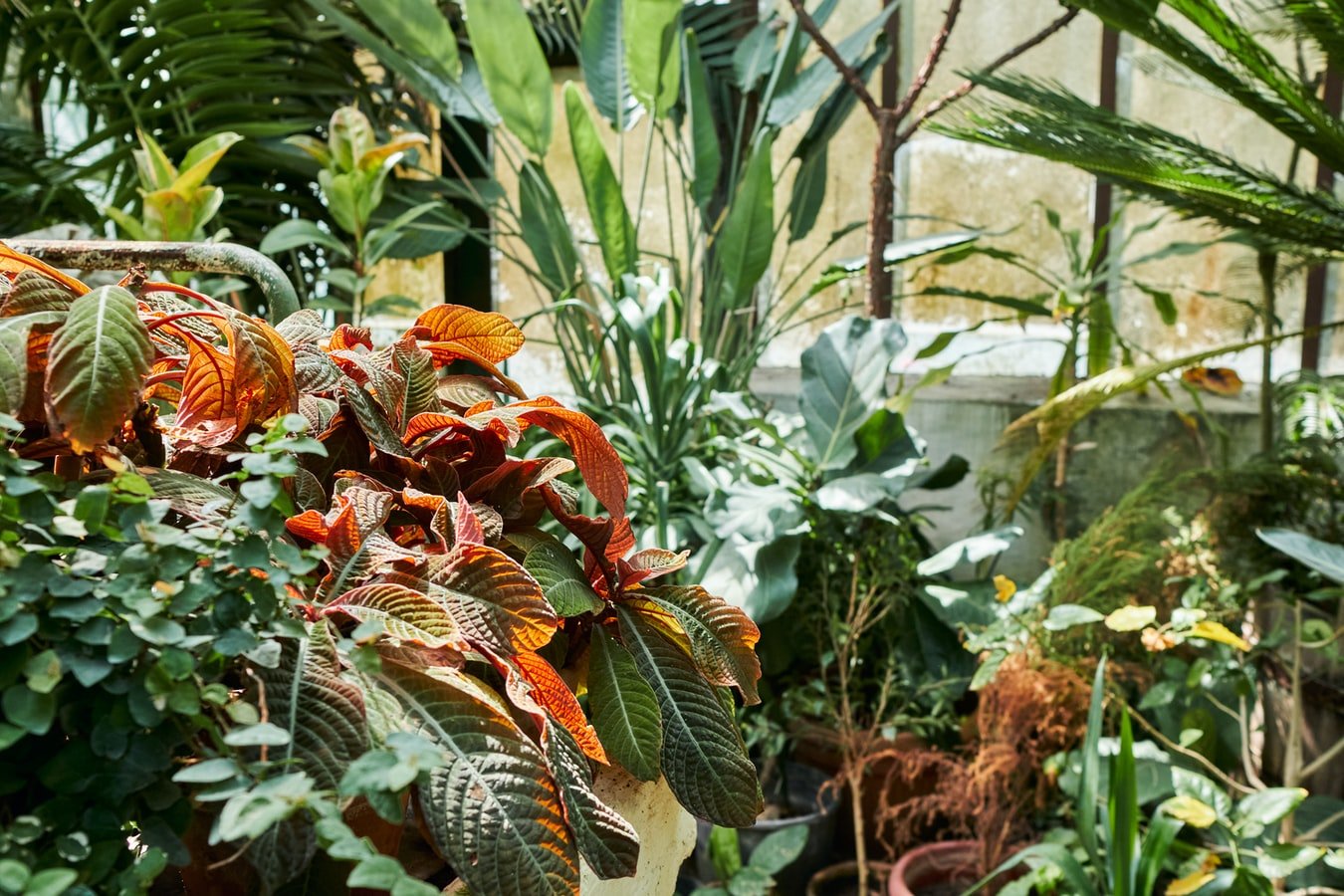 Inside the greenhouse | Source: Unsplash