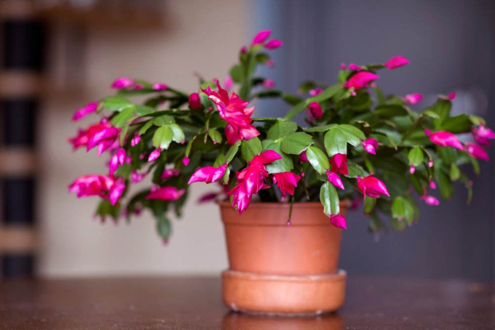 Christmas Cactus flower in a pot. | Photo: Shutterstock.