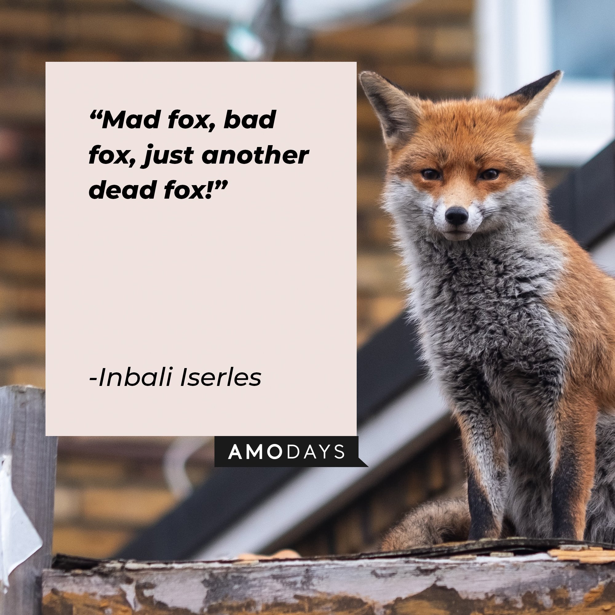 Inbali Iserles’ quote: "Mad fox, bad fox, just another dead fox!" | Image: AmoDays
