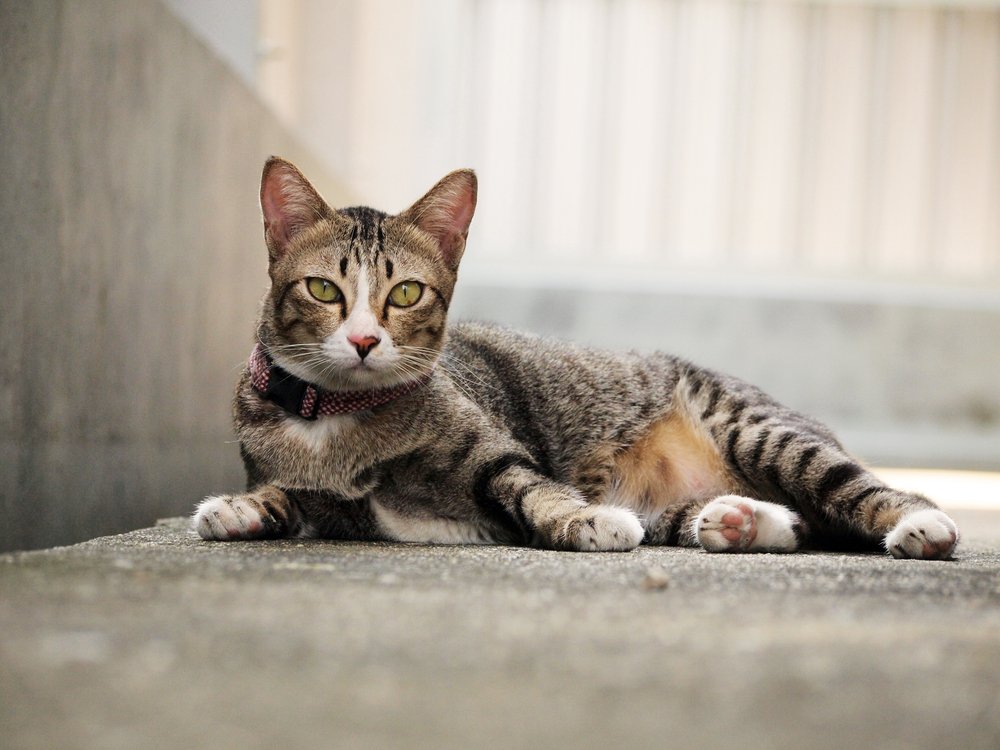 Chat | Source : Shutterstock Chat | Source : Shutterstock