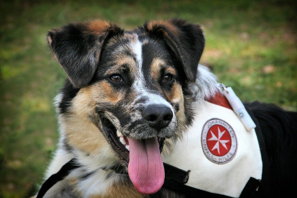 Perro de servicio│Imagen tomada de: Pixabay Perro de servicio│Imagen tomada de: Pixabay