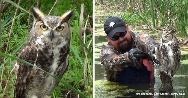 Frightened owl released from trap, but bird's reaction is pure gold (video)