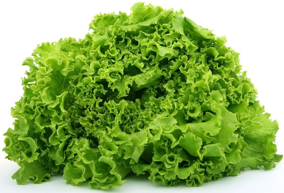 Lechuga / Imagen tomada de: Pixabay Lechuga / Imagen tomada de: Pixabay