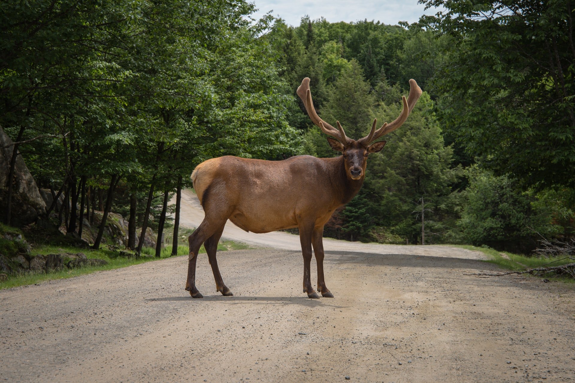 OP's parents encountered an accident involving a moose. | Source: Unsplash