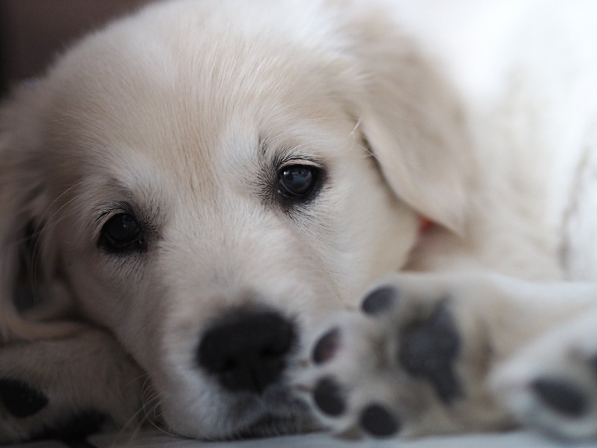 Un adorable chiot. | source : Getty Images