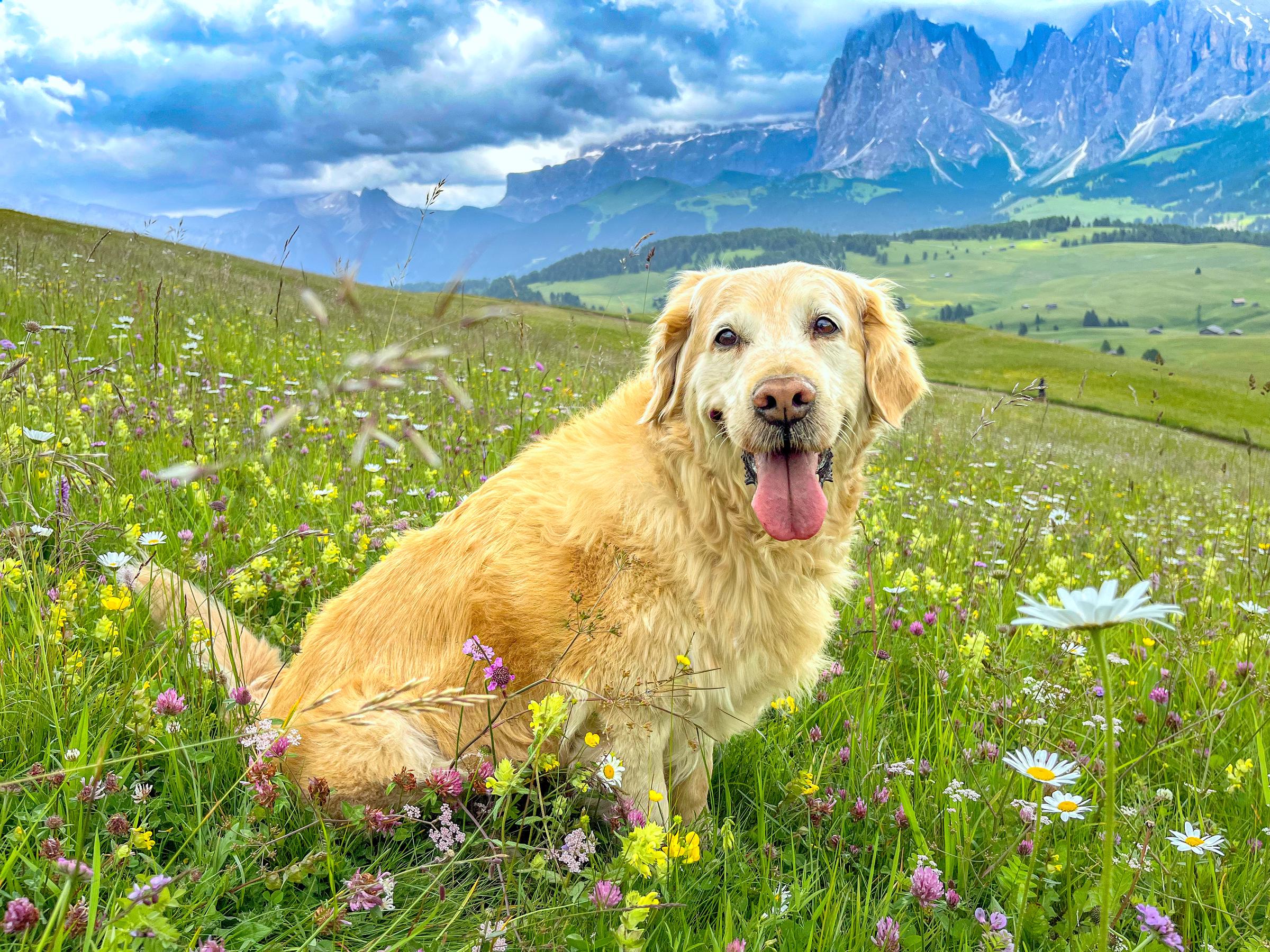 A Golden Retriever | Source: Getty Images
