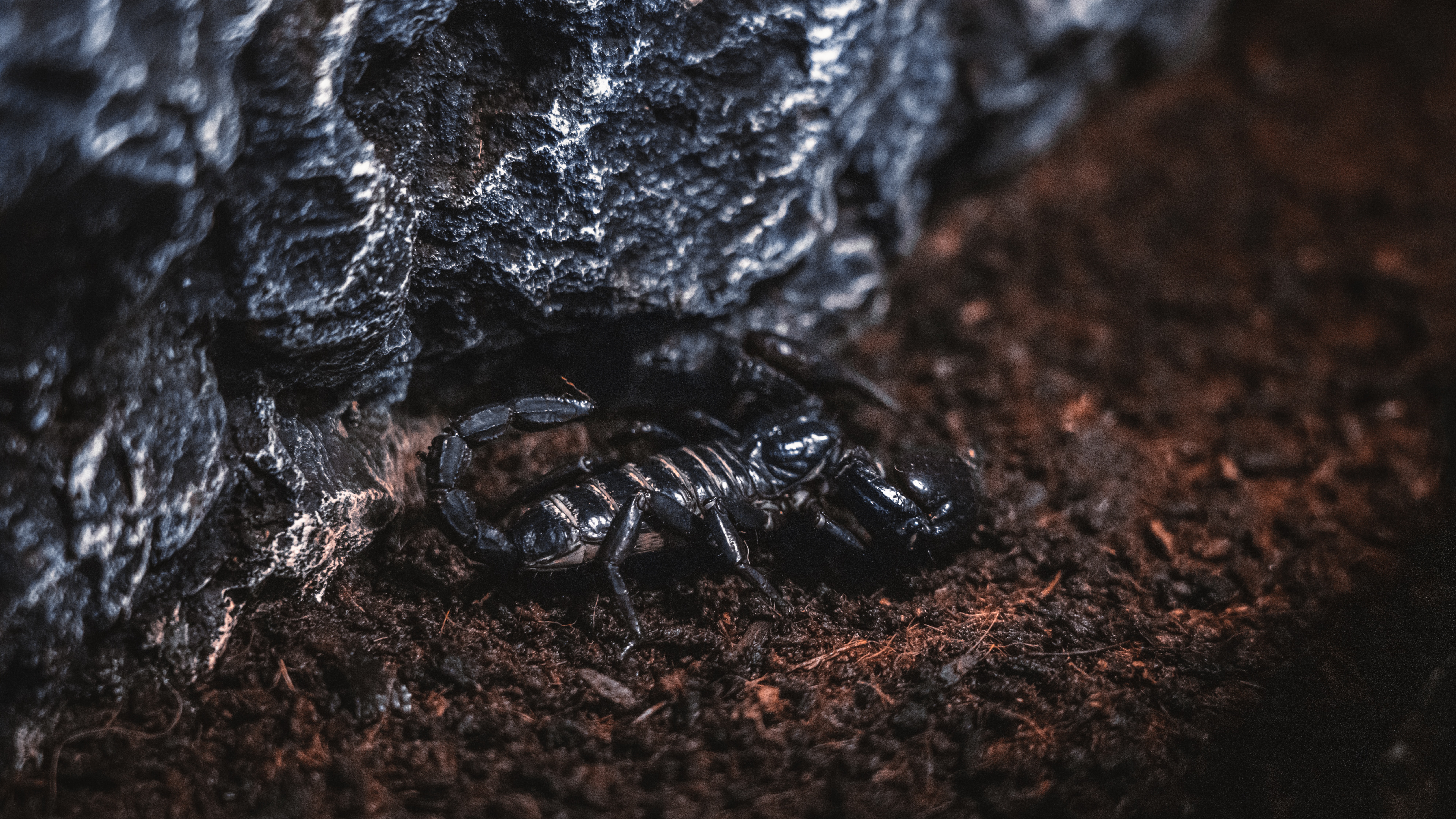 A scorpion. | Source: Unsplash