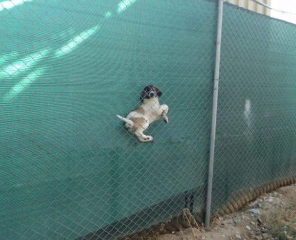 Chien / Source : Reddit Chien / Source : Reddit