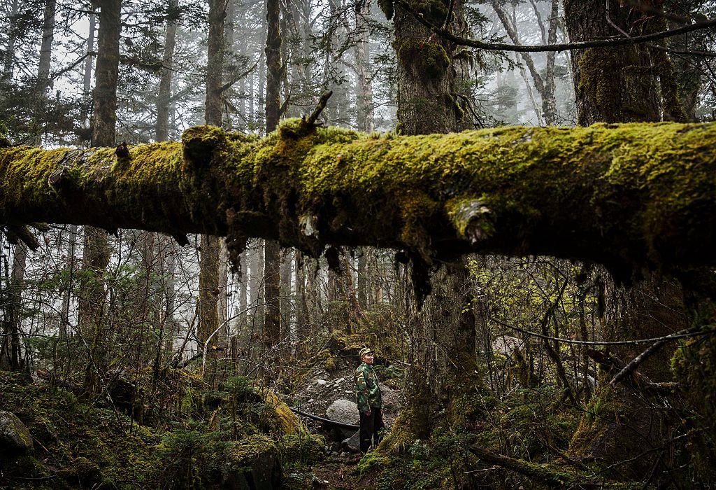 Un militaire en pleine recherche dans la forêt. | Photo : Getty Images. Un militaire en pleine recherche dans la forêt. | Photo : Getty Images.