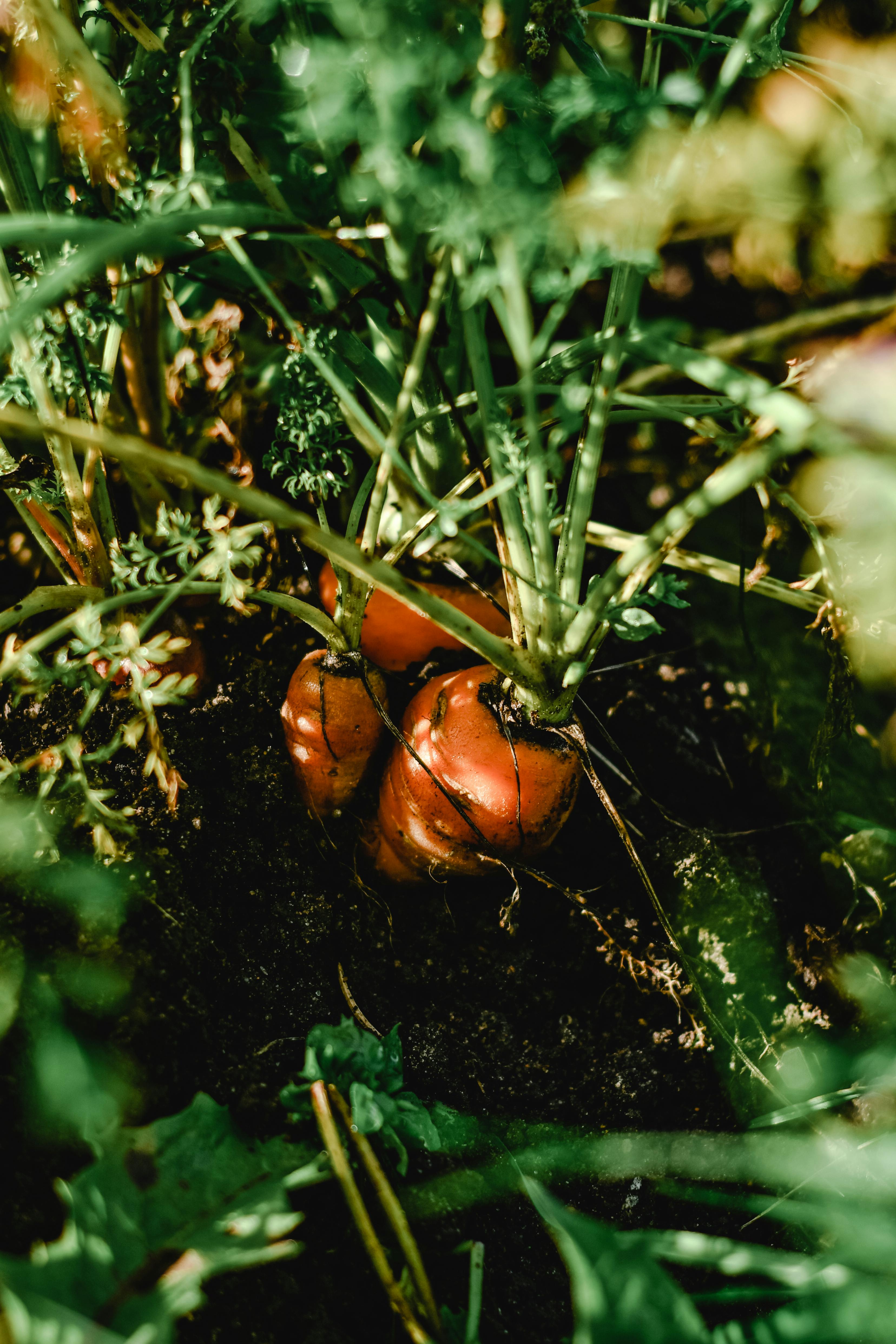 Carrots growing in a vegetable garden | Source: Pexels