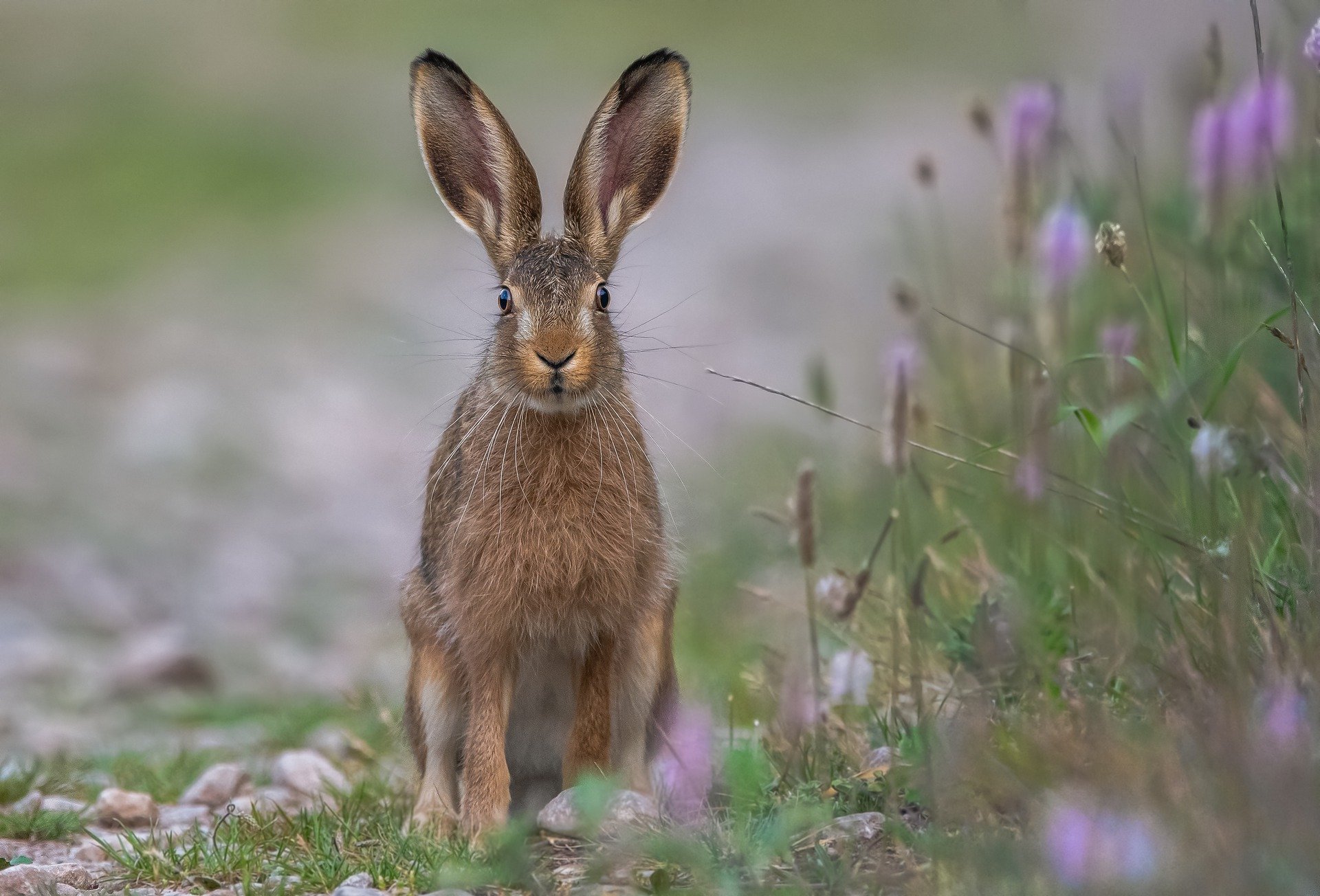 The rabbit began to hop away! | Photo: Pixabay/Sven Ziegler 