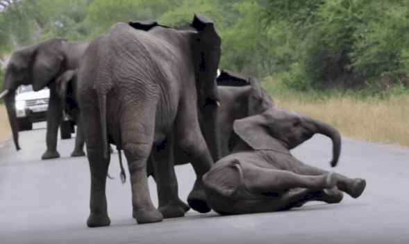 Source : YouTube/Kruger Sightings Source : YouTube/Kruger Sightings