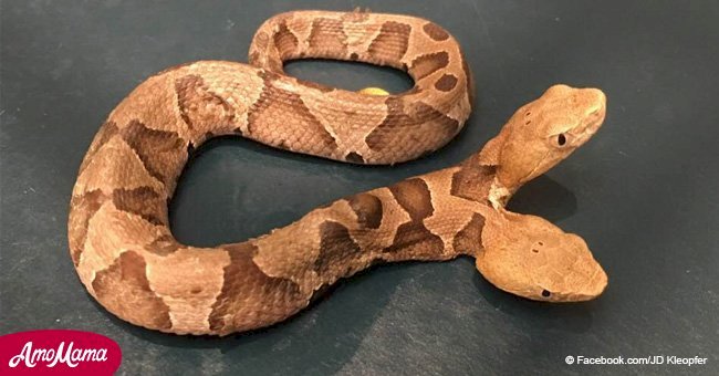 Rare two-headed snake discovered in woman's yard