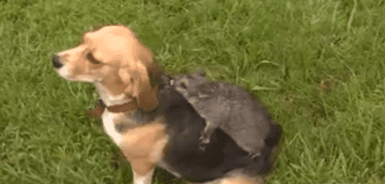 A possum riding on the back of a Beagle named Molly. | Source: 9News