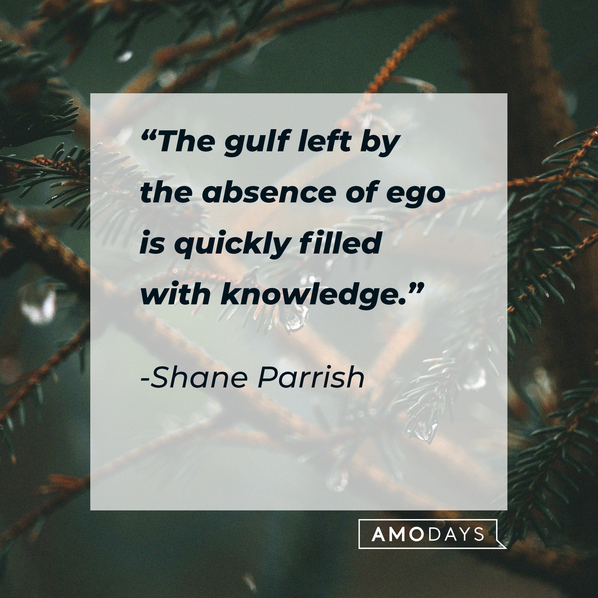  Shane Parrish's quote: “The gulf left by the absence of ego is quickly filled with knowledge.” | Image: AmoDays