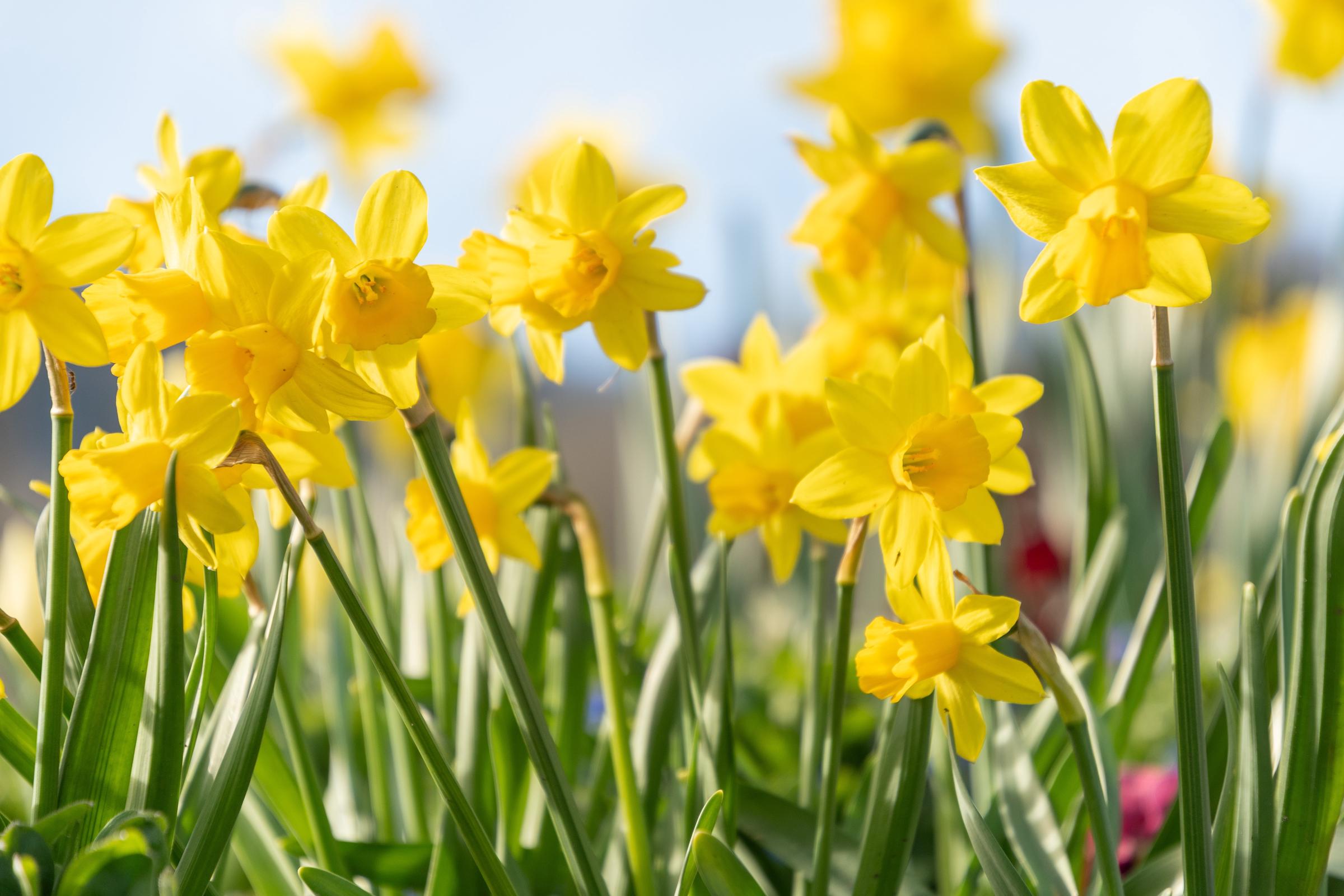 Yellow daffodils | Source: Shutterstock