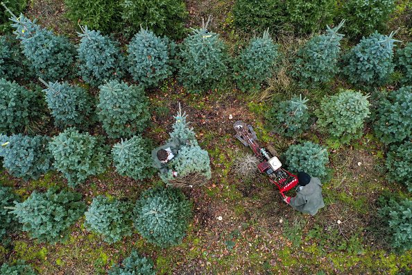 Les arbres de Noël à The Tree Barn.| Photo : Getty Images