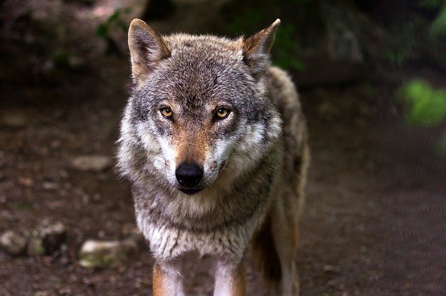 A wolf among trees | Photo: Pixabay