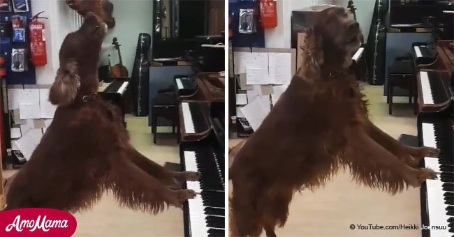 Elmo the singing dog shows off his musical talent on the piano