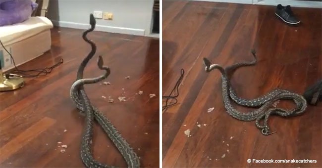 Two large snakes caught fighting on camera after falling through bedroom ceiling