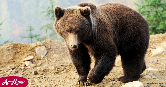 Mother scared off a bear that attacked her 5-year-old daughter