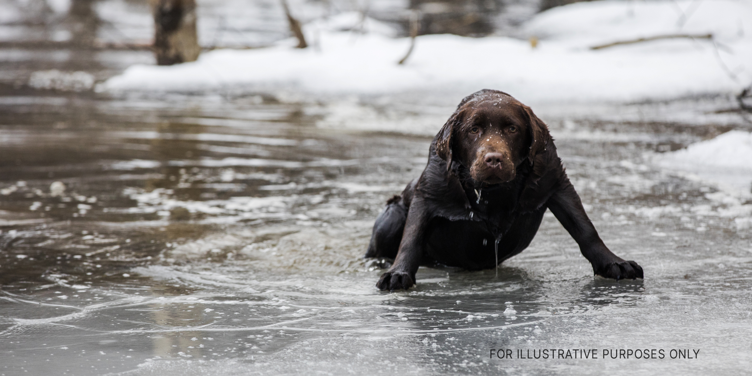 Dog in icy water | Source: Getty Images