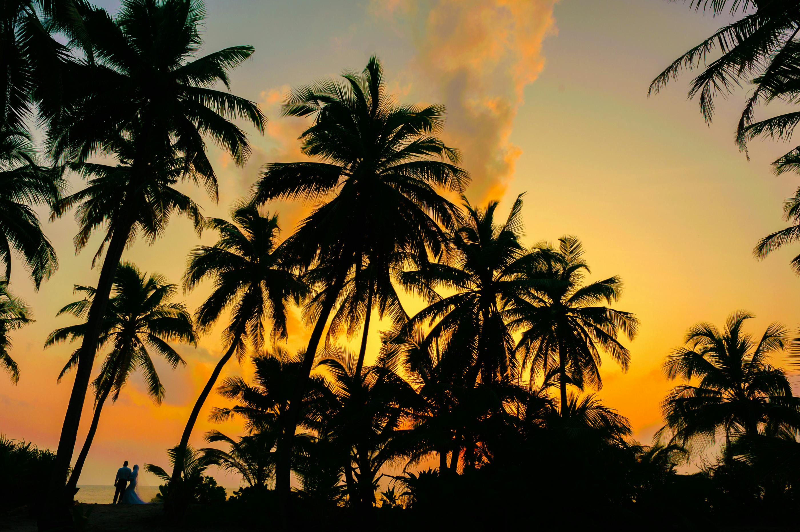 Coconut trees during sunset | Source: Pexels
