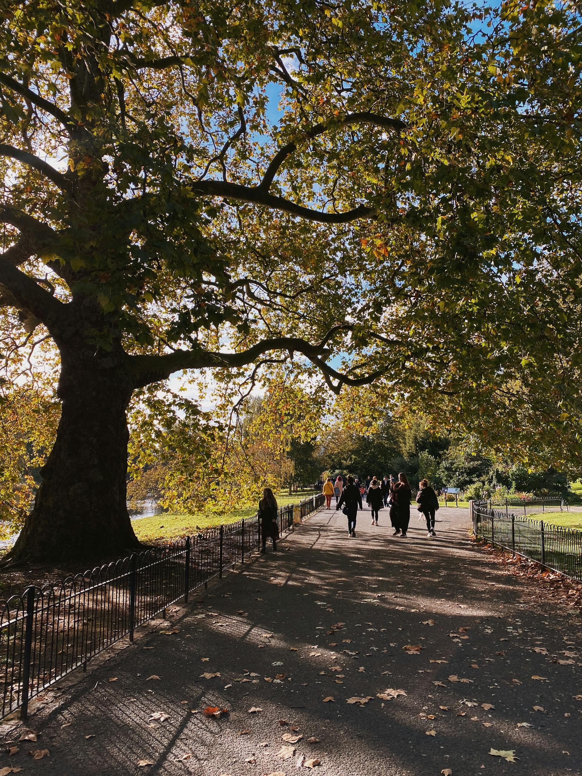 People walking in a park | Source: Pexels