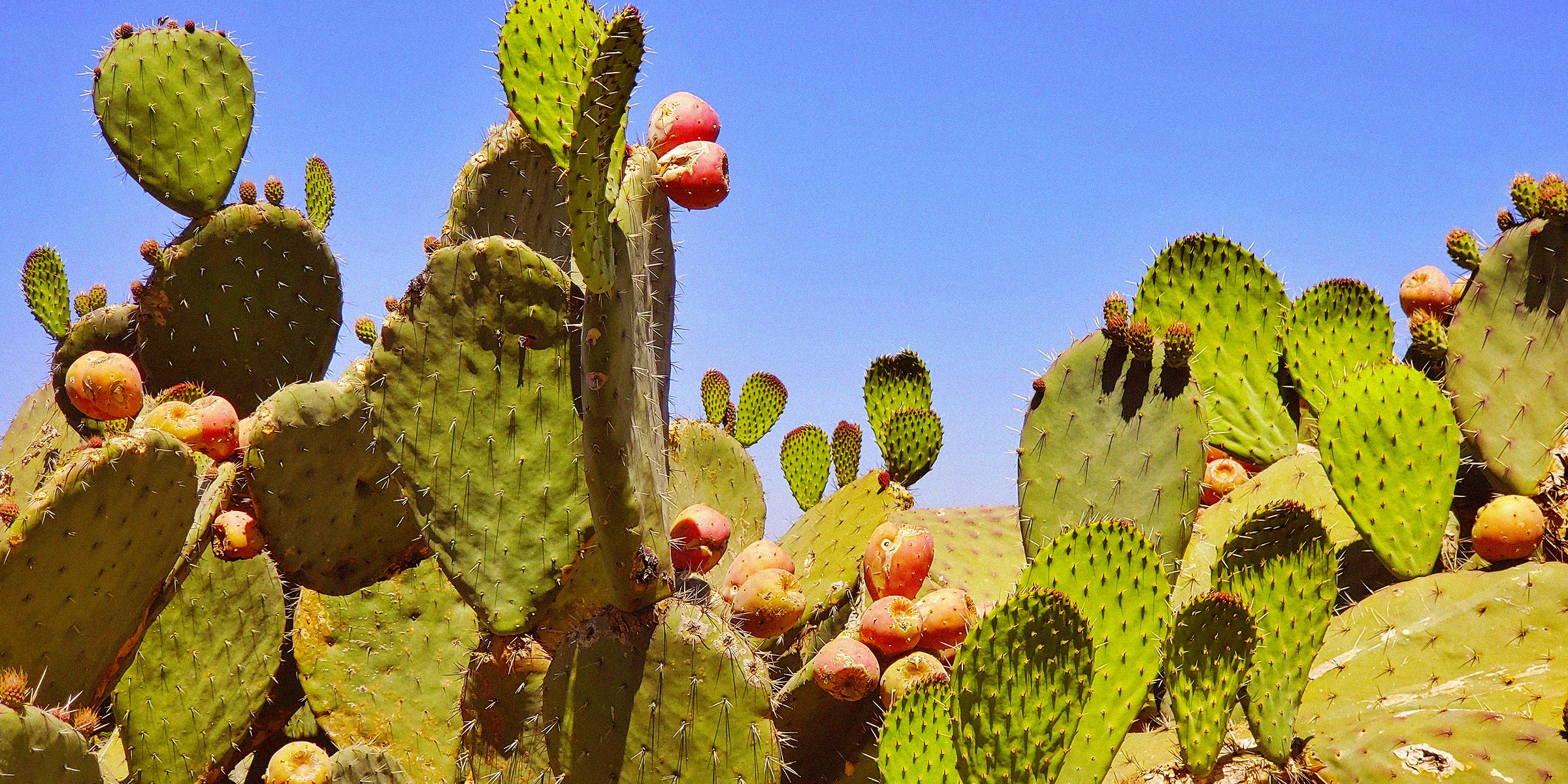 Unsplash | Cactuses