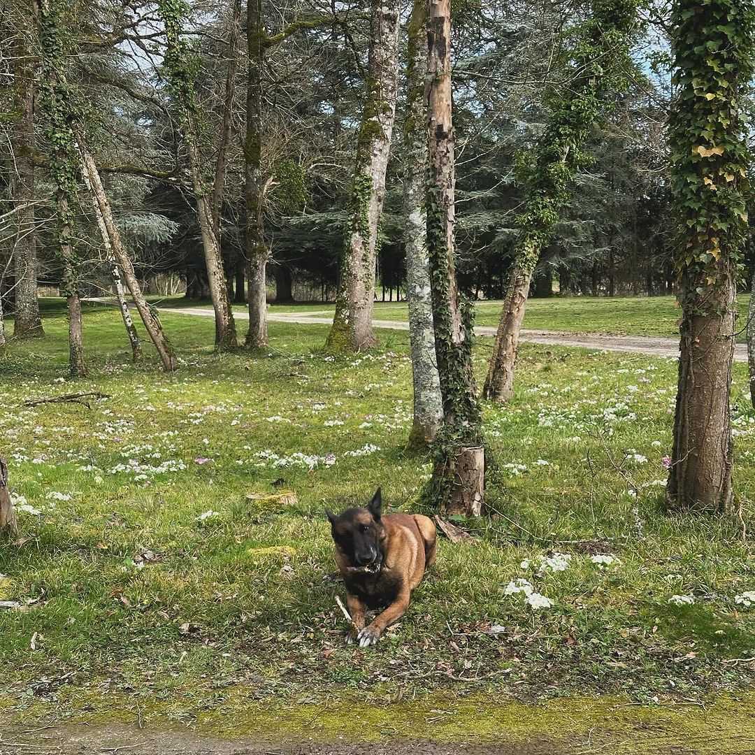 A dog at Alain Delon's home La Brulerie, in Douchy, central France from an Instagram post dated, March 15, 2024 | Source: Instagram/anouchkadelon/