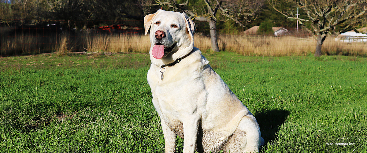 Hero Dog Sacrificed His Life Defending Owner's Family from a Gunman