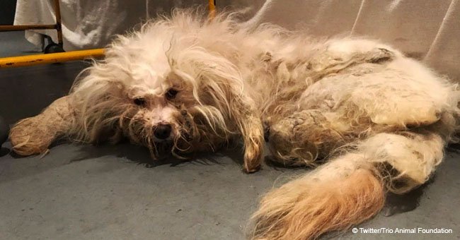 Abandoned dog with matted fur received a complete makeover