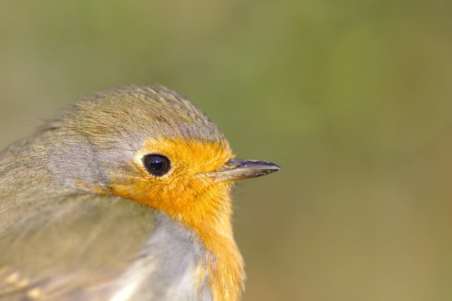 Picture of a Robin | Source: Unsplash