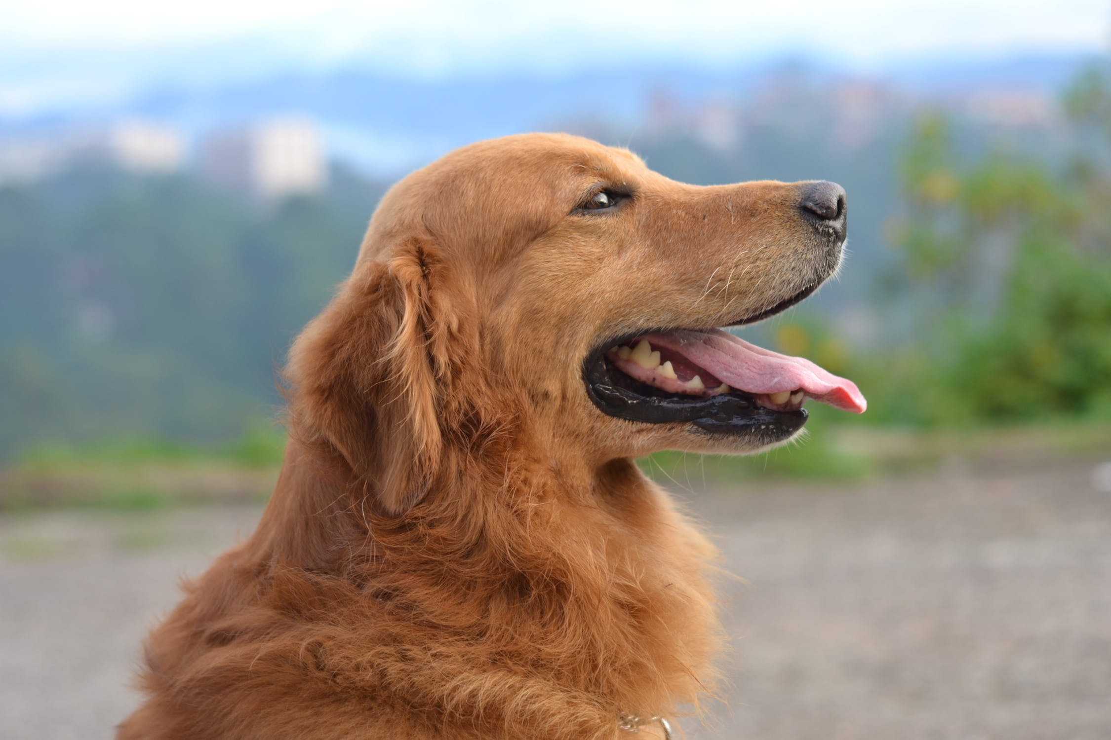 Golden Retriever observando el horizonte. | Imagen: Pexels Golden Retriever observando el horizonte. | Imagen: Pexels