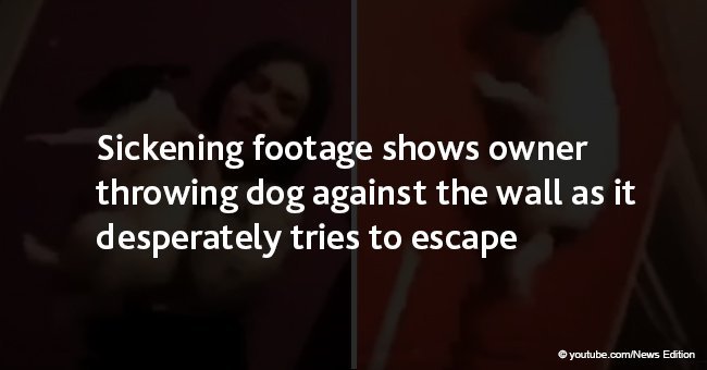 Sickening footage shows owner throwing dog against wall as it desperately tries to escape