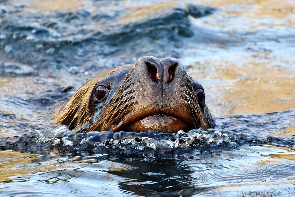 Sea lion poking its head out of the ocean | Pixabay
