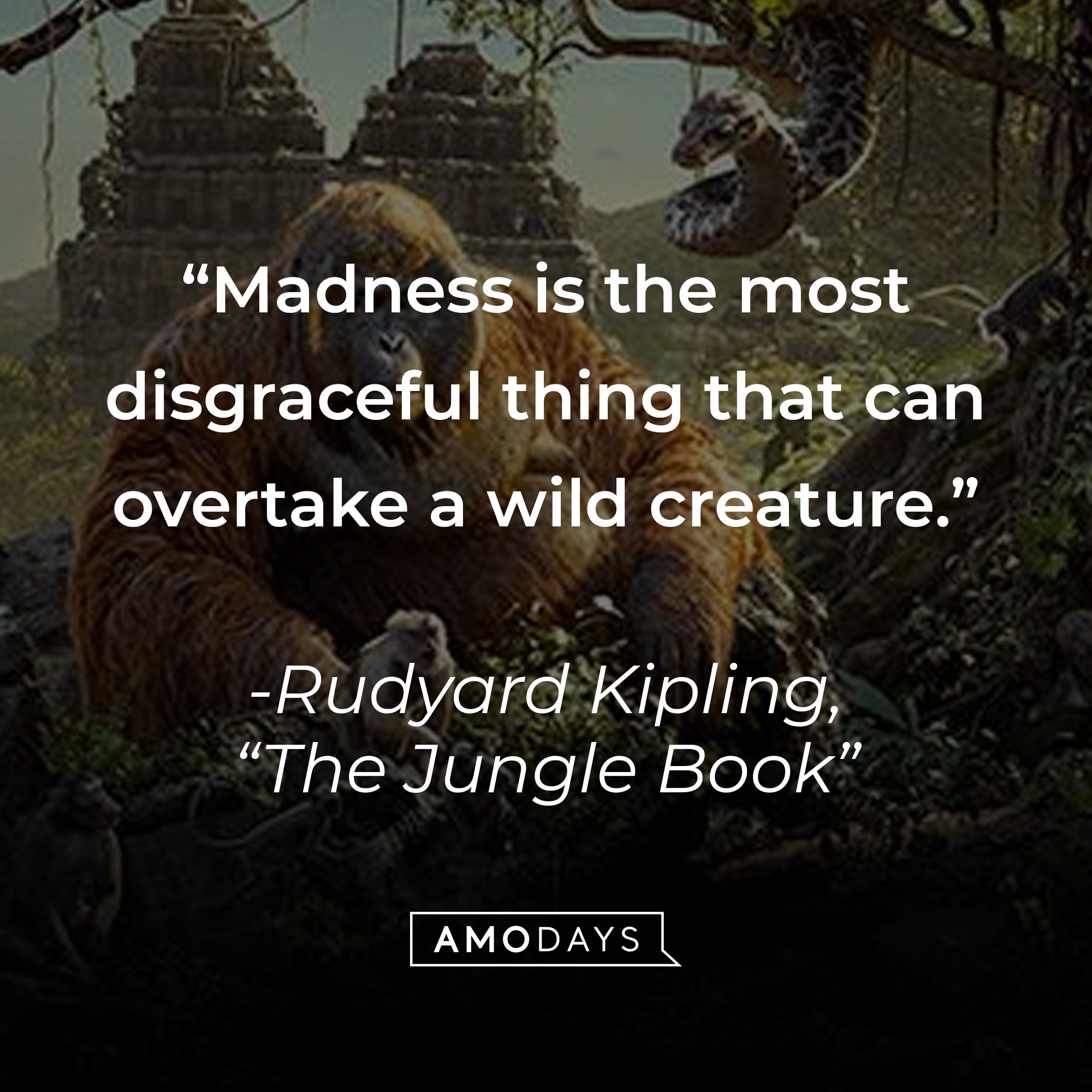 Rudyard Kipling's quote: "Madness is the most disgraceful thing that can overtake a wild creature." | Source: facebook.com/DisneyJungleBook