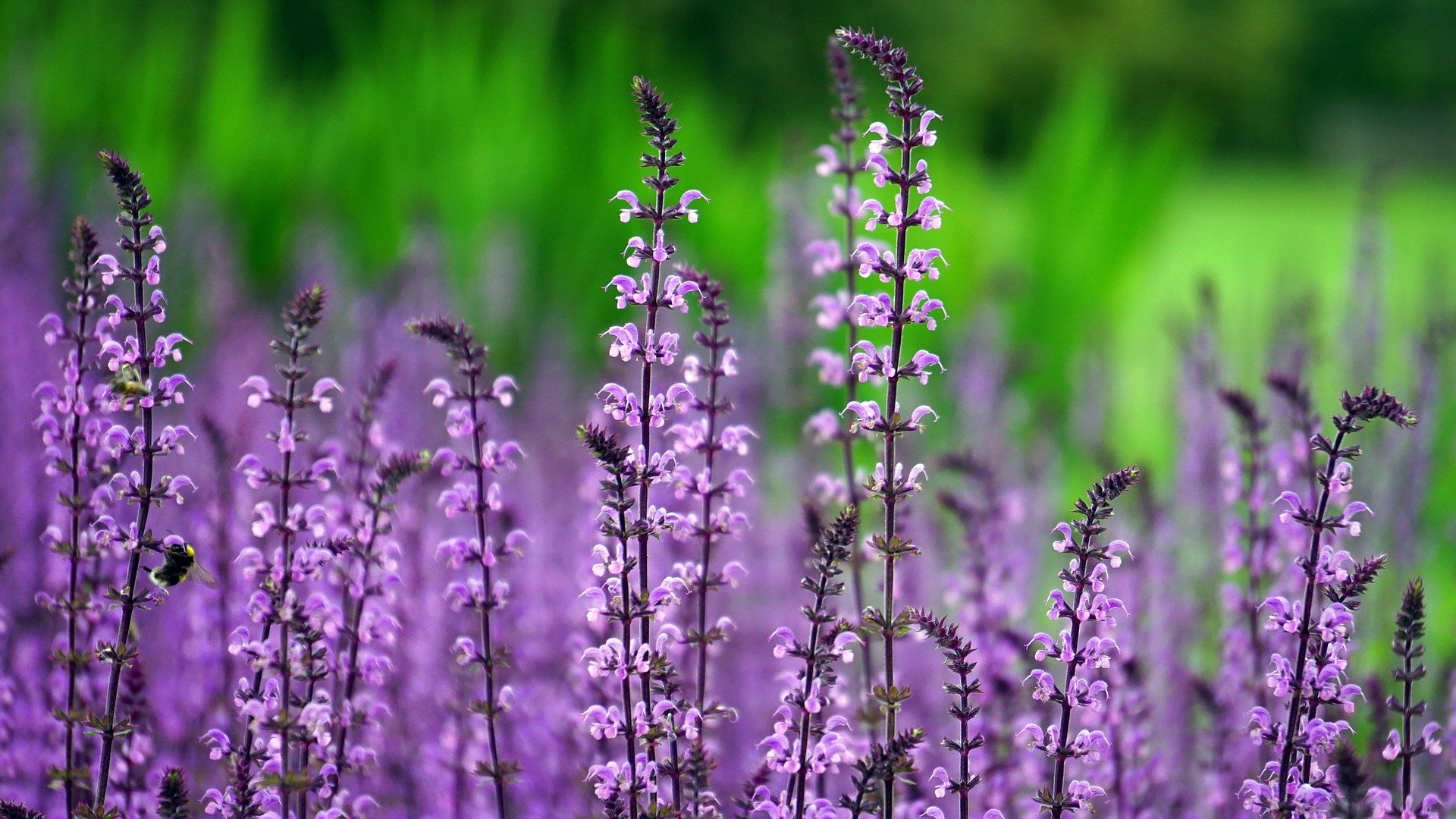 Purple lilac stalks flowering in a field | Photo: Pixabay/Mikes-Photography