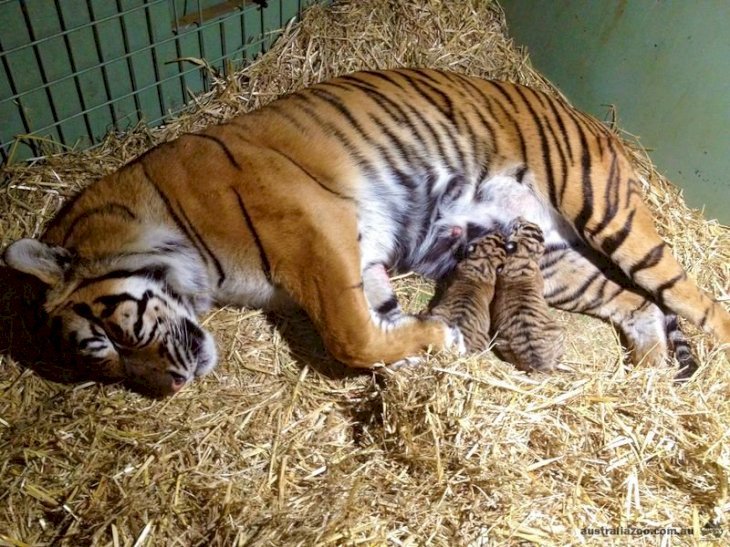 Source : Australia Zoo Source : Australia Zoo