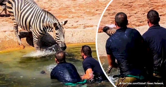 Men rush to save a helplessly drowning newborn zebra, but its mom's reaction goes viral