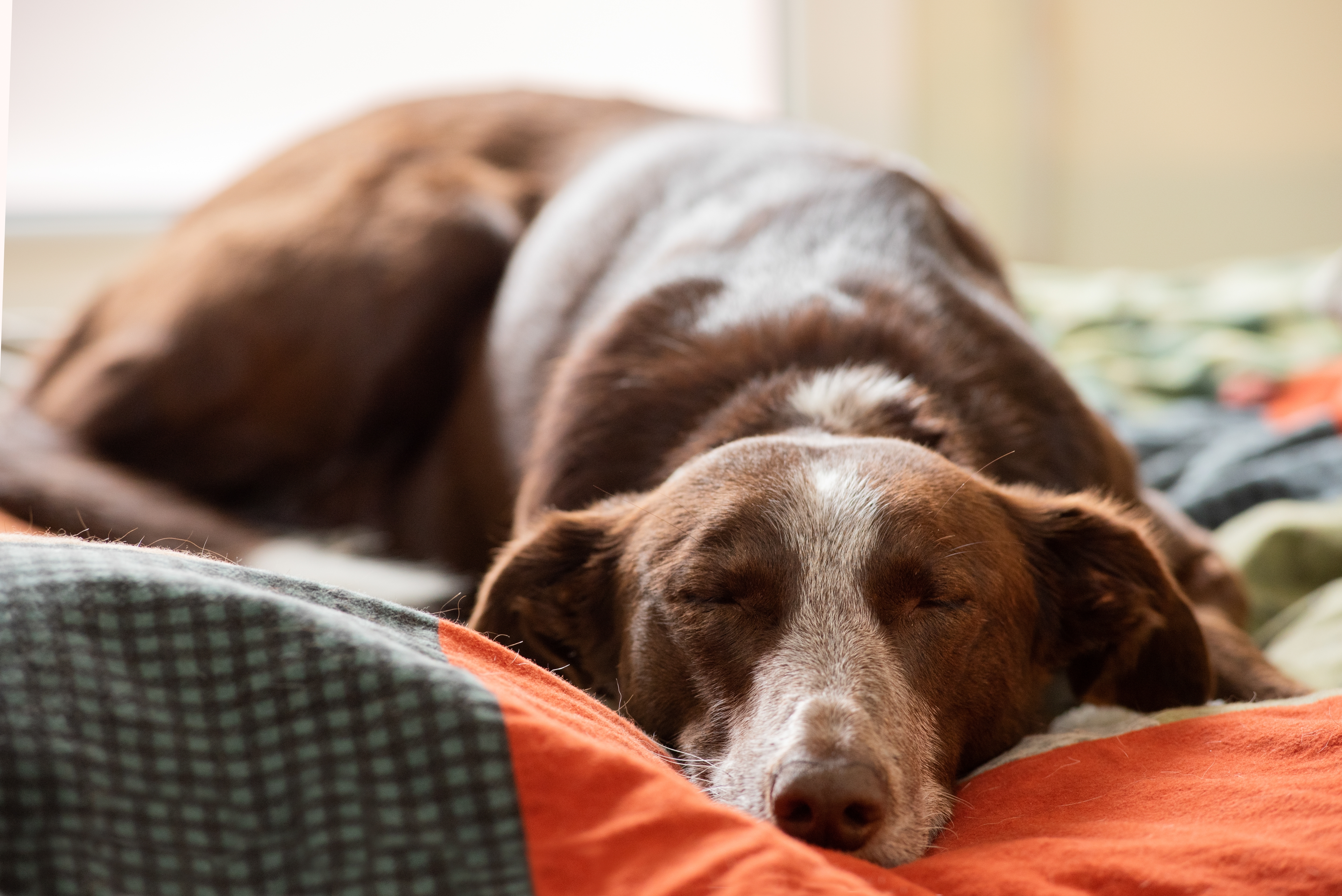 A dog lying in a bed and sleeping | Source: Shutterstock