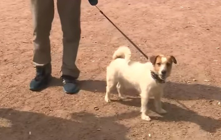 Macho, el Jack Russel que descubrió a una bebé abandonada en un parque de San Petersburgo. | Foto: YouTube/Россия 24 Macho, el Jack Russel que descubrió a una bebé abandonada en un parque de San Petersburgo. | Foto: YouTube/Россия 24