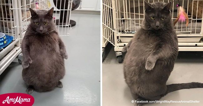 Bruno the sitting fat cat needs help finding a forever home