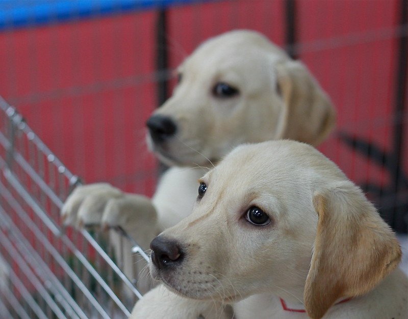 A picture of two white puppies  | Photo: Flickr