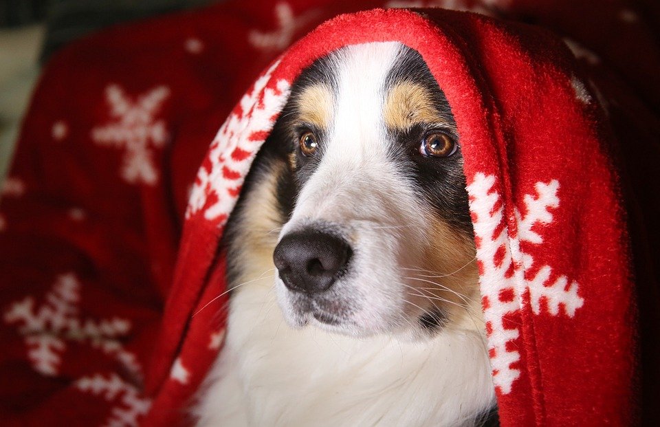 Border Collie en primer plano con una manta roja en su cabeza. | Foto: Pixabay