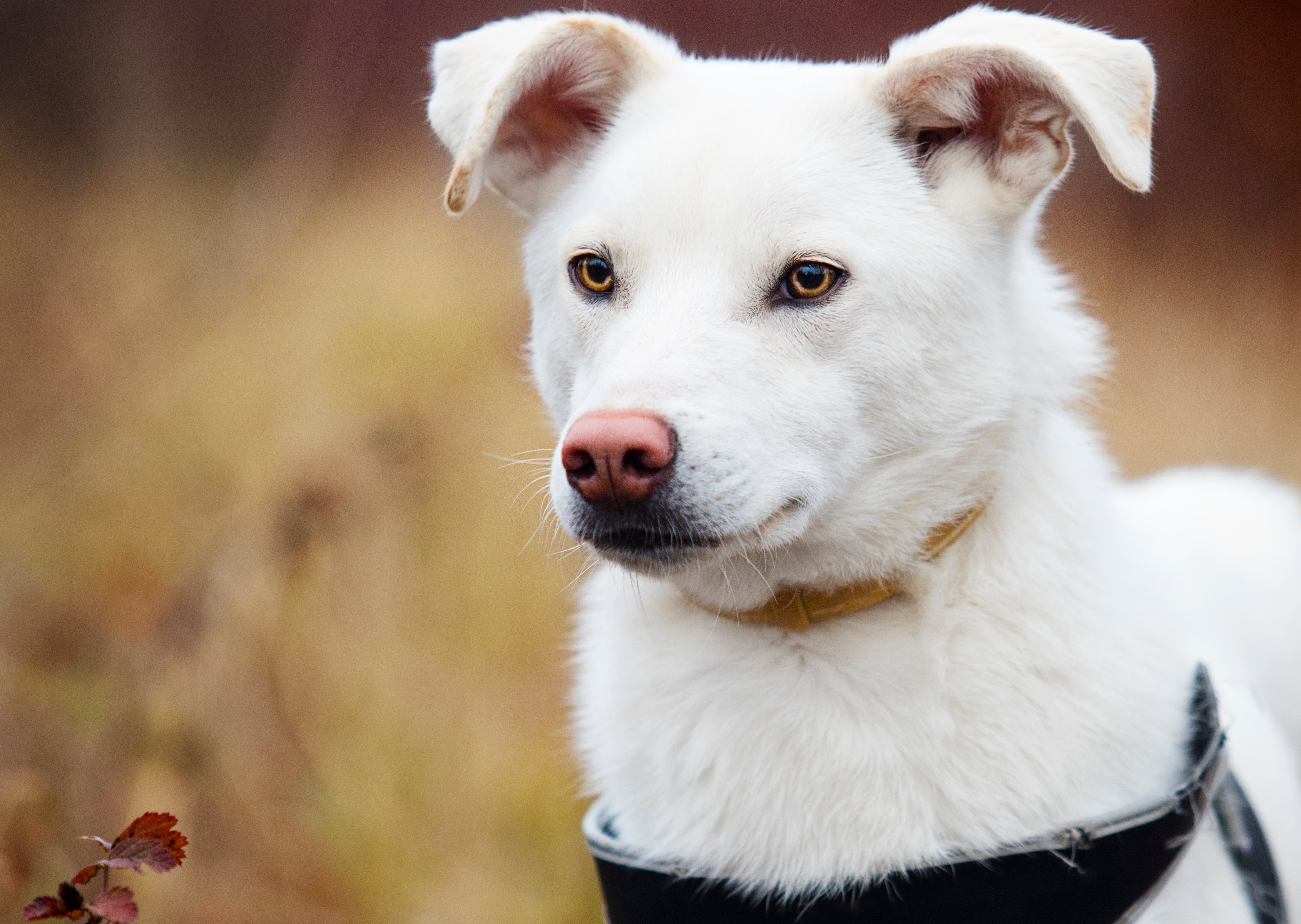 White dog outisde | Photo: Shutterstocks