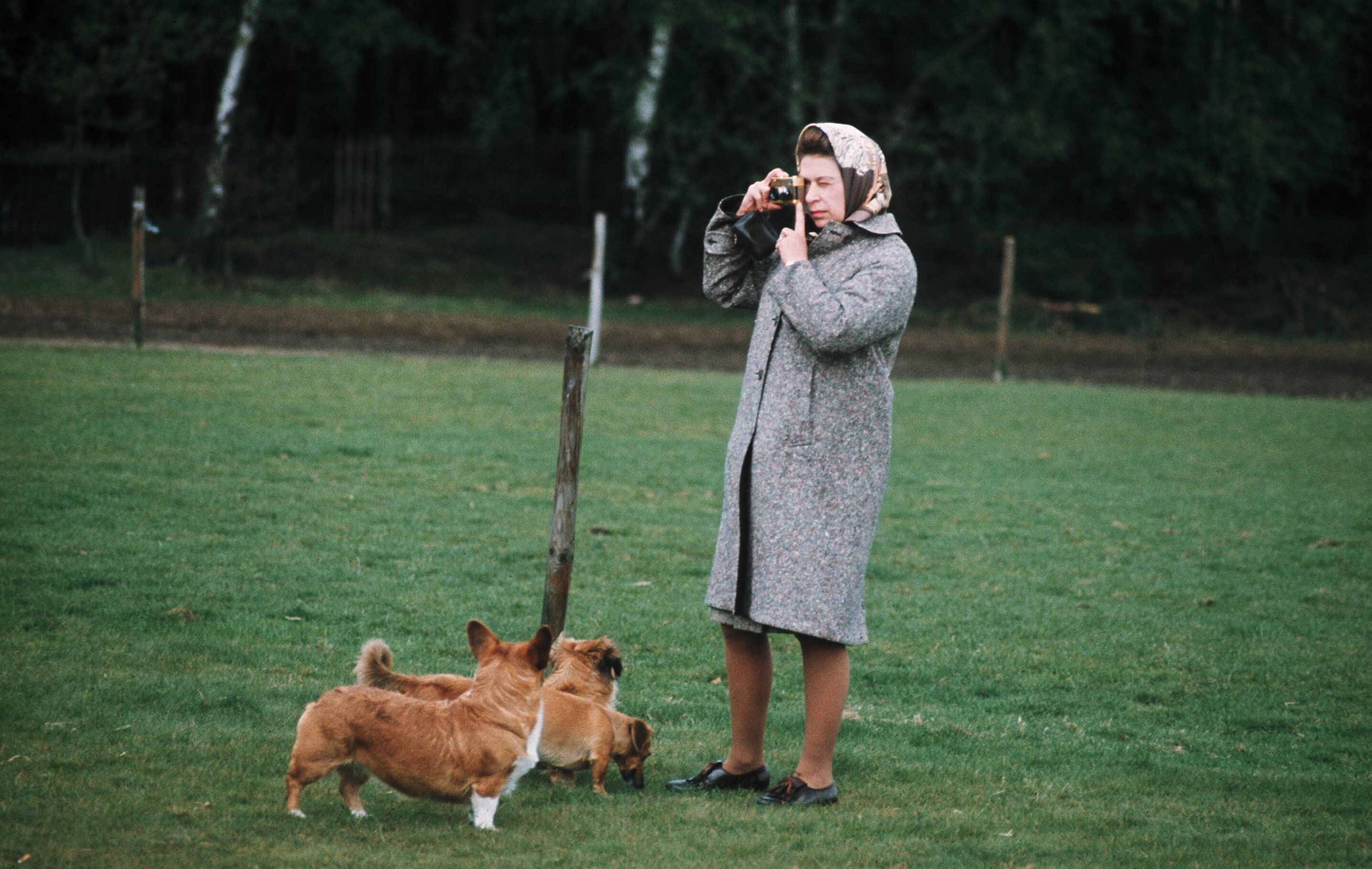 Elizabeth II fotografiando a sus corgis en Windsor Park en 1960 en Windsor, Inglaterra. | Foto: Getty Images