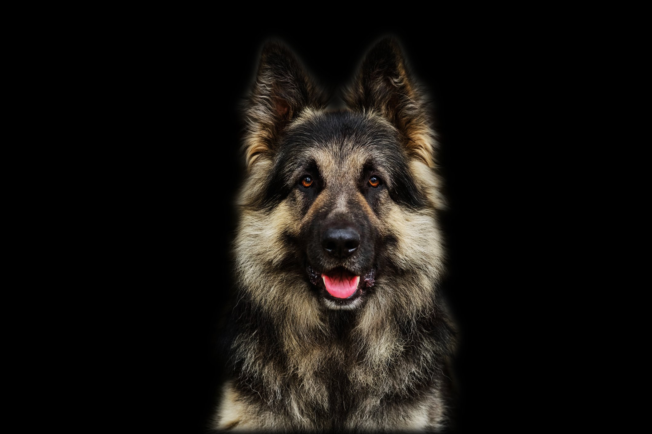 Porträt eines Hundes | Quelle: Getty Images Porträt eines Hundes | Quelle: Getty Images